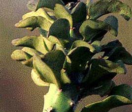 Flora in Periyar National Park