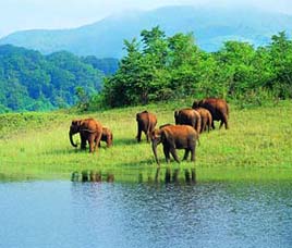 Wildlife in Periyar National Park