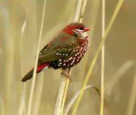 Birds in Sariska Wildlife Sanctuary