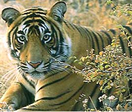 Conservation History of Sariska Wildlife Sanctuary