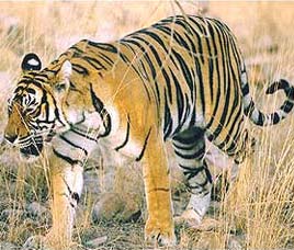 Fauna in Sariska Wildlife Sanctuary