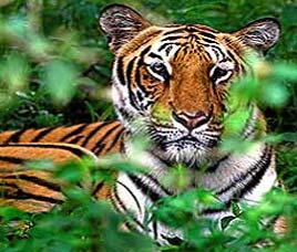 Wildlife in Sariska National Park