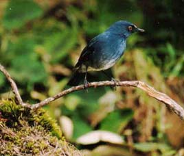 Birds in Wayanad Wildlife Sanctuary