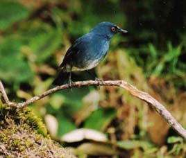 Conservation History of Wayanad Wildlife Sanctuary