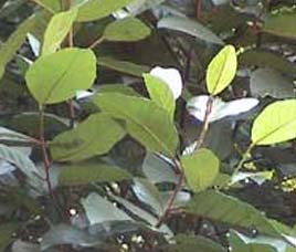 Flora in Wayanad Wildlife Sanctuary