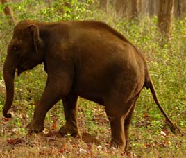 Happenings in Wayanad Wildlife Sanctuary