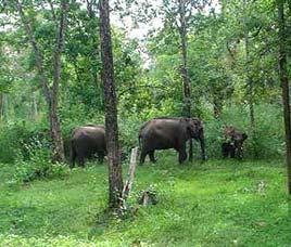 Wayanad Wildlife Sanctuary Kerala