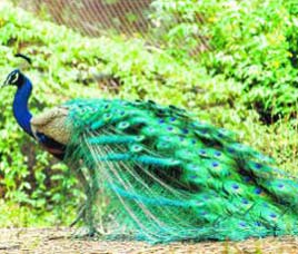 Wildlife in Wayanad