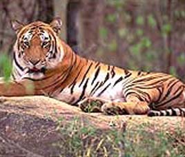 Ambapani Sanctuary in Orissa