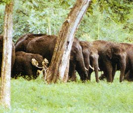 Annamalai Sanctuary Coimbatore