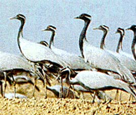 Anerdam Wildlife Sanctuary Dhule Maharashtra