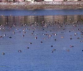 Asan Barrage Uttaranchal