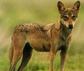 Barnawapara Wild Life Sanctuary Madhya Pradesh