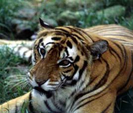 Belghar Wild Life Sanctuary Orissa