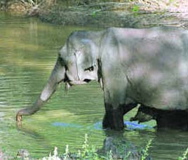 Bhadra Wildlife Sanctuary Karnataka