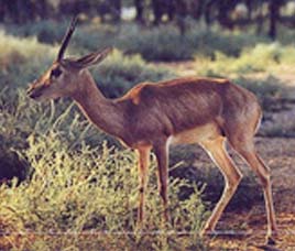 Bhagwan Mahavir Wildlife Sanctuary Goa