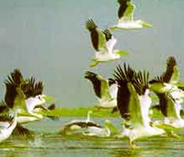 Bhimashankar Wildlife Sanctuary Maharashtra
