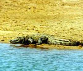 Bhitarkanika Wildlife Sanctuary Orissa