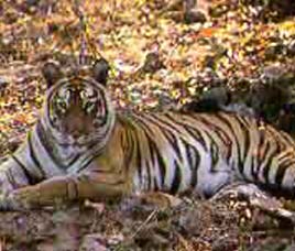 Bondla Wildlife Sanctuary Goa