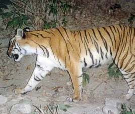Bor Wildlife Sanctuary in Wardha, Maharashtra