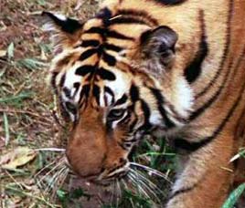 Bori Wildlife Sanctuary Madhya Pradesh