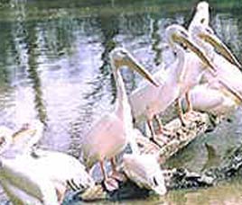 Bura-Chapuri Wildlife Sanctuary Assam 