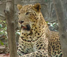 Chandra Prabha Sanctuary Uttar Pradesh