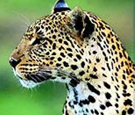 Daranghati Sanctuary Himachal Pradesh