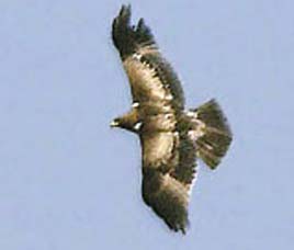 Dibru - Saikhowa Wildlife Sanctuary Assam