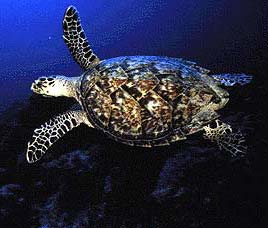 Gahirmatha Turtle Sanctuary Orissa