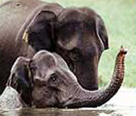 Wildlife Sanctuaries in India