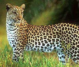 Jasrota Wildlife Sanctuary