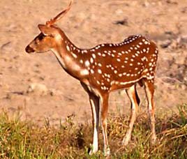 Kaimoor Wildlife Sanctuary