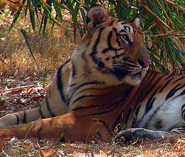 Katepurna Sanctuary Akola Maharashtra