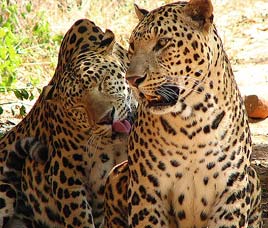 Katrnighat Wildlife Sanctuary, Uttar Pradesh