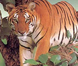 Laokhowa Wildlife Sanctuary Assam
