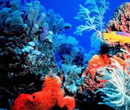 Malvan Marine Sanctuary Sindhudurg Maharashtra