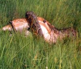 Nagzira Wildlife Sanctuary in Bhandara Forest, Maharashtra