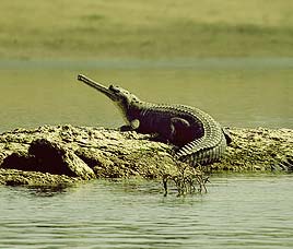 National Chambal Sanctuary   