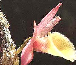 Orchid Sanctuary Gangtok 