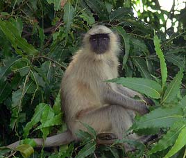 Overa Wildlife Sanctuary   
