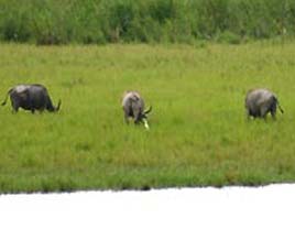 Pabha or Milroy Sanctuary, Assam