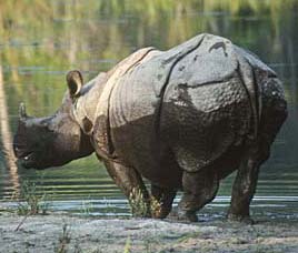  Pabitora Wildlife Sanctuary Assam