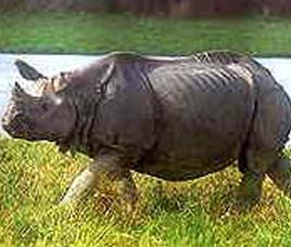  Padmatala Sanctuary Orissa