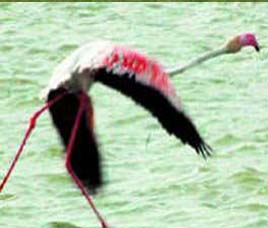 Pulicat Sanctuary Andhra Pradesh