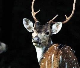 Radhanagri Wildlife Sanctuary Dajipur Maharashtra
