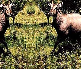 Ram Nagar Wildlife Sanctuary    