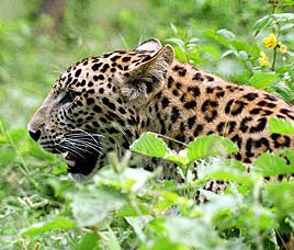 Ranipur Sanctuary Uttar Pradesh   