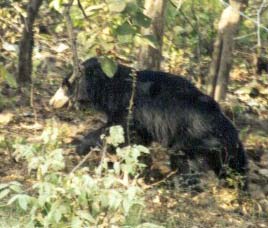 Ratanmahal and Jessore Sloth Bear sanctuary Champaner, Gujarat