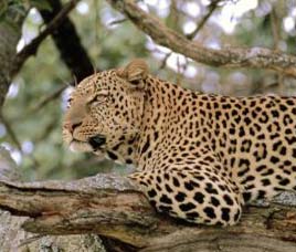 Sanjay / Dubri Wildlife Sanctuary Madhya Pradesh